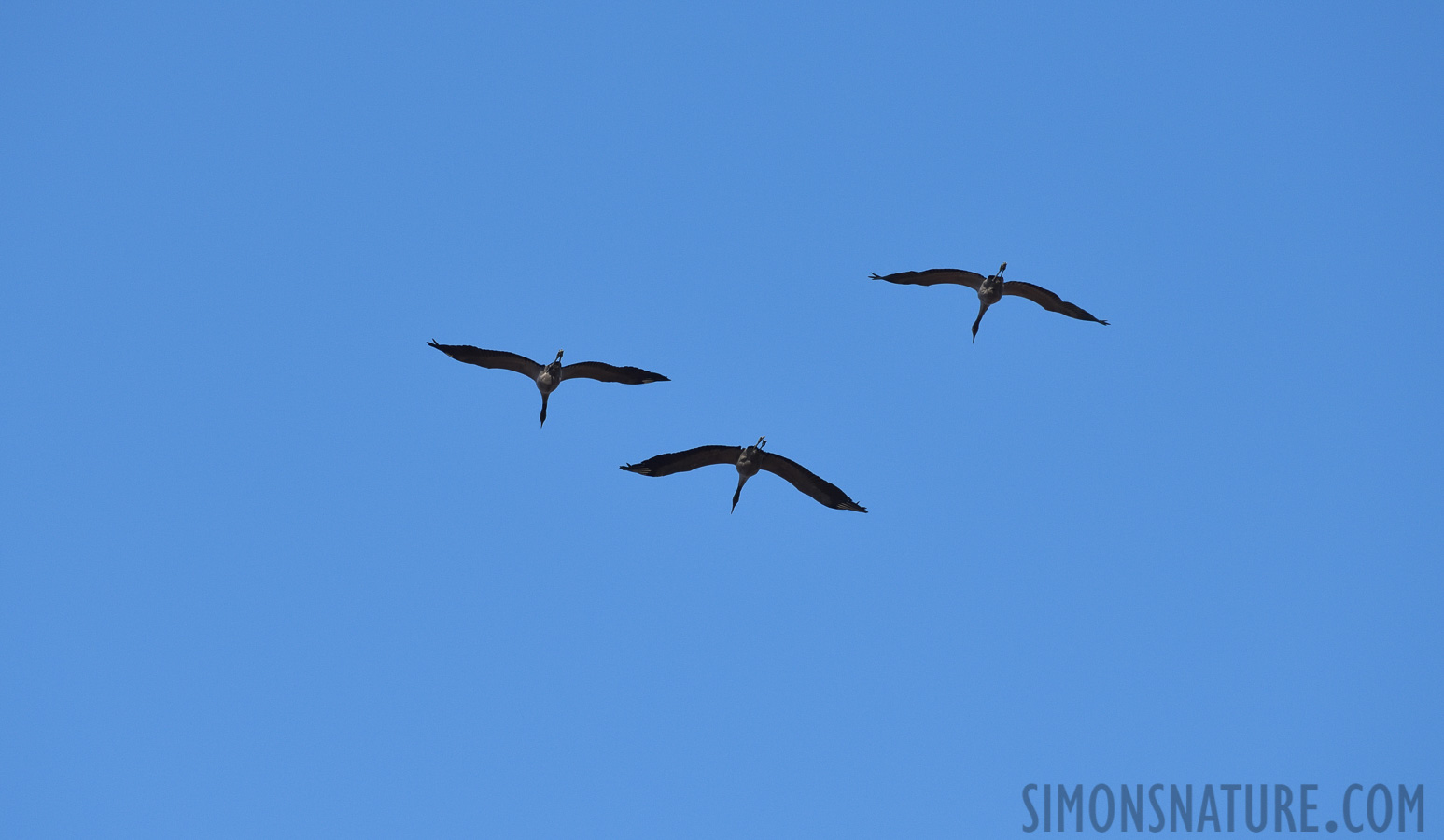 Grus grus [400 mm, 1/2500 sec at f / 8.0, ISO 1000]